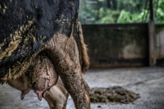 A dairy cow. Taiwan.