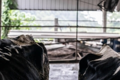 Emaciated dairy cows. Taiwan.