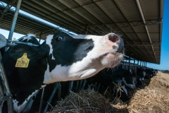 Cows in a dairy barn. Australia, 2017.