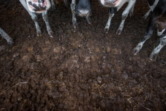 The filthy floor of a dairy barn. Australia, 2017.