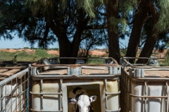 A calf standing inside of a hutch.  Australia, 2017.