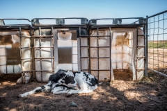A calf outside of a hutch.  Australia, 2017.
