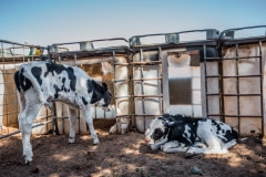 Calves outside hutches.  Australia, 2017.