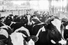 Curious young cows. Israel, 2018.