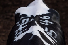 Tag numbers are branded and bleached onto cows. Israel, 2018.