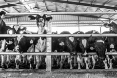 Dairy farming. Israel, 2018.