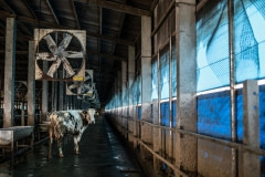 A dairy farm. Taiwan.