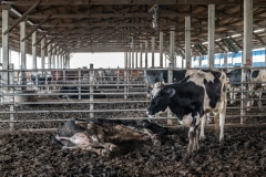 A dying cow. Taiwan.