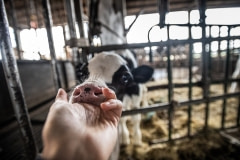 Calves will often attempt to suckle human fingers. Taiwan.