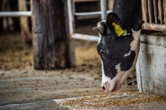 Meal time at a dairy farm. Taiwan.