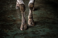 A cow on a slick dairy farm floor. Taiwan.