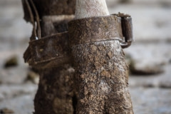 A cow tethered by her ankles on a dairy farm. Taiwan.
