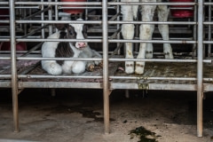 Calves segregated from the herd at a dairy farm. Taiwan.