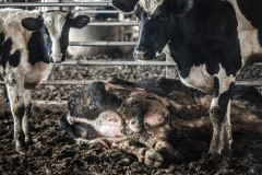 A sick dairy cow lying in a filthy barn. Taiwan.