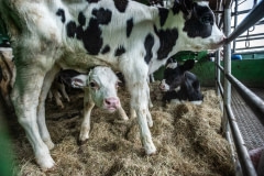 Calves arriving at a farm by truck. Taiwan.