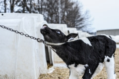 A calf straining against a chain from his veal crate. Canada, 2014.