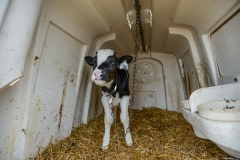A calf chained to a veal crate throughout the cold winter. Canada, 2014.