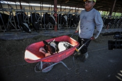 A newborn calf is wheeled away from her mother to the veal crates. Spain, 2010.