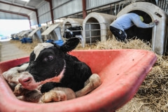 Still wet from birth, a calf is wheeled away from her mother to the veal crates at a dairy farm. Spain, 2010.