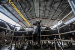 Dairy cows awaiting milking. Spain, 2010.