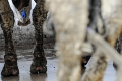 A cow being milked. Spain, 2010.