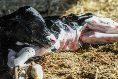 Eyes adjusting to light and a whole new world, just seconds out of the womb. Spain, 2010.