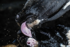 A mother licks the amniotic fluid off her newborn calf. Spain, 2010.