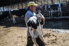 A farm hand takes a newborn calf from her mother. Spain, 2010.