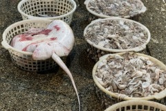 Thousands of baskets of fish and sealife at a market. Taiwan, 2019.