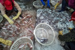 Fish at an early morning market. Taiwan, 2019.