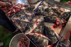 Fish market. Taiwan, 2019.