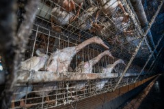 Egg-laying ducks are kept two to three per cage without access to bathing water at this industrial farm in Taiwan.