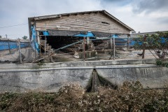 Waste generated by an industrial duck egg farming operation runs into a canal in Taiwan.
