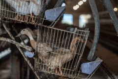 Egg-laying ducks are kept two to three per cage without access to bathing water at this industrial farm in Taiwan.