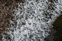 Duck feathers and waste runoff outside a duck farm in Taiwan.