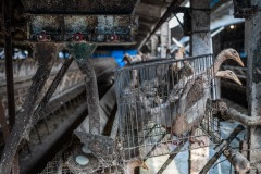 Egg-laying ducks are kept two to three per cage without access to bathing water at this industrial farm in Taiwan.