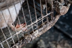 At industrial egg farms in Taiwan, without access to water for bathing or swimming, ducks' feet become dry and often crack.