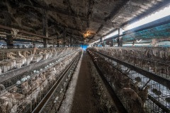 Egg-laying ducks are kept two to three per cage without access to bathing water at this industrial farm in Taiwan.