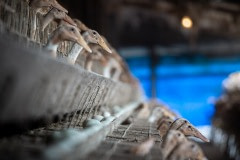 Egg-laying ducks are kept two to three per cage without access to bathing water at this industrial farm in Taiwan.
