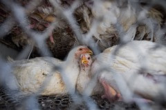 Chickens in transport to slaughter. Nepal, 2017.
