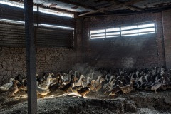 Duck farm. Nepal, 2017.