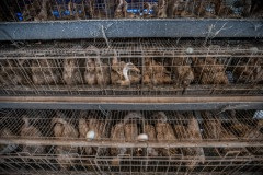 Egg-laying ducks are kept two to three per cage without access to bathing water at this industrial farm in Taiwan.