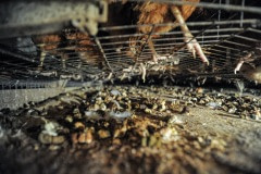 Hens on the wire floor of a battery cage.