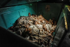 Dumpster full of dead hens.