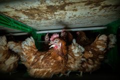 Layer hens in a factory farm. Spain, 2017.