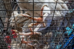 Cage flooring. Taiwan, 2019.