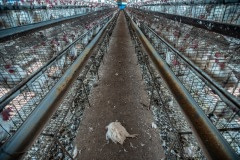 HenEggLaying_Taiwan_JMcArthur_20190122-1517-1920px