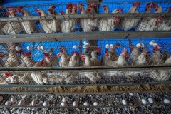 Egg farm. Taiwan, 2019.
