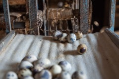 Quail eggs. Taiwan, 2019.