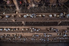 A dead quail still in her cage on the top row of cages at a farm. Taiwan, 2019.